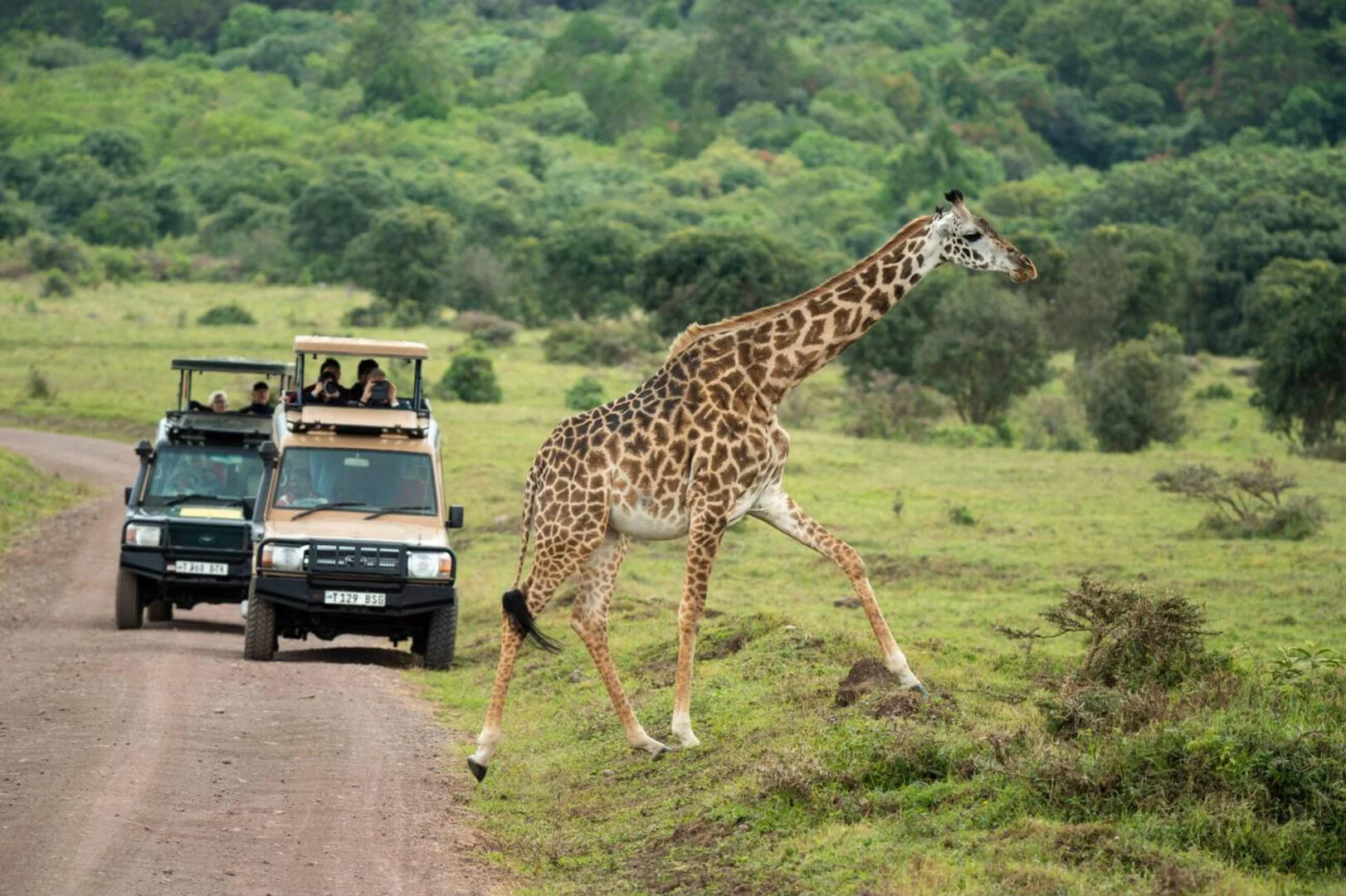 Tourists in safari vehicles wathing a Masai giraffe, Giraffa tippelskirchi, Arusha National Park, Tanzania